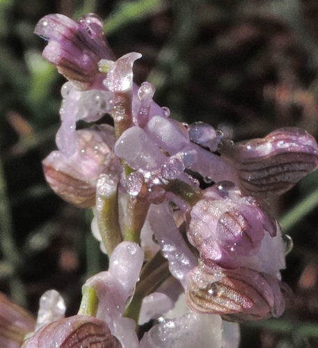 fiore di ghiaccio - Anacamptis morio